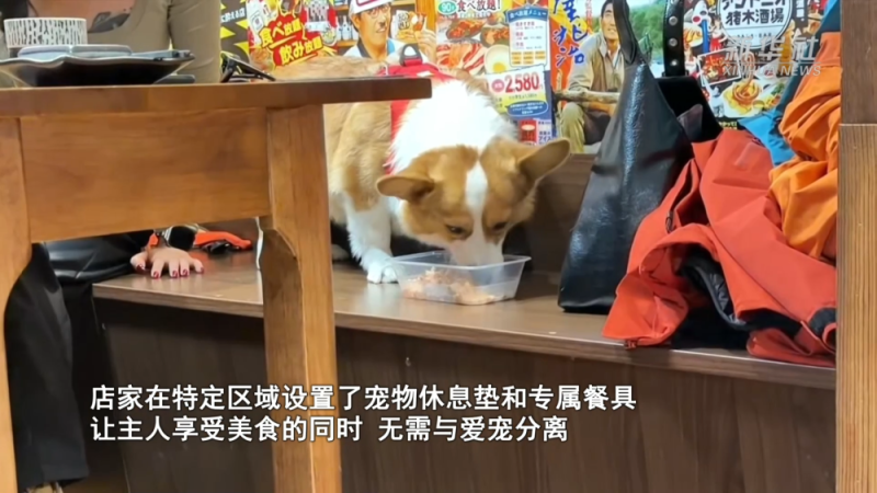 千亿“新赛道”的崛起密码|逛出幸福感:与“毛孩子”同行的城市地标