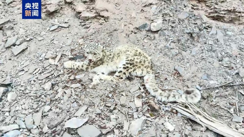 警民联手 青海玉树救助一只受伤雪豹
