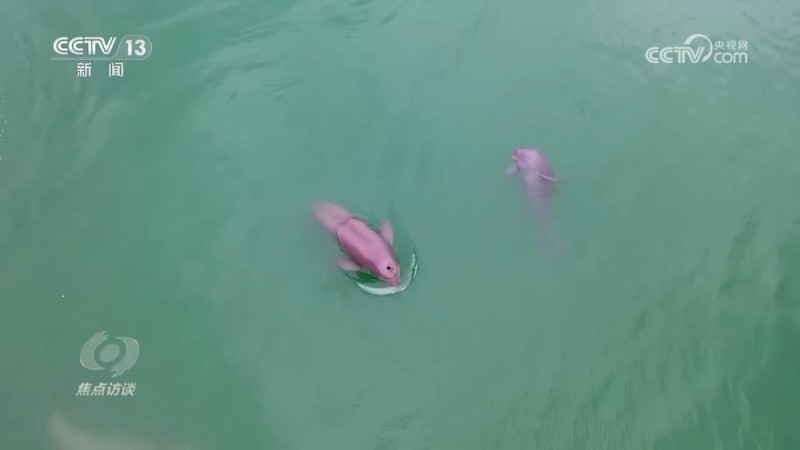 焦点访谈 | 推进长江生态保护工作 留住江豚的“微笑”