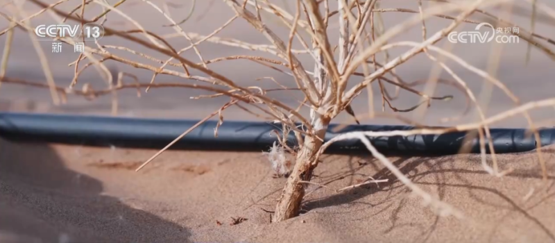 从“沙进人退”到“沙里淘金” 沙漠中种出绿色富民“聚宝盆”