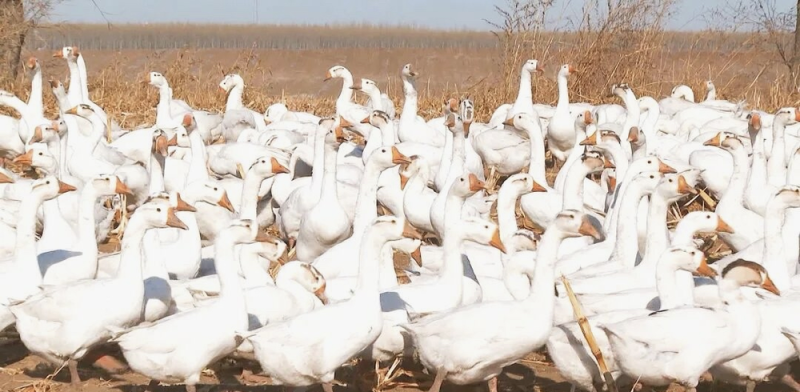 二十四节气看吉林｜小雪：沸雪迎冬热浪涌 烟火暖寒欢意浓