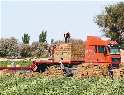 人民日报海外版看新疆 | 哈密：“甜蜜引擎”激活乡村活力