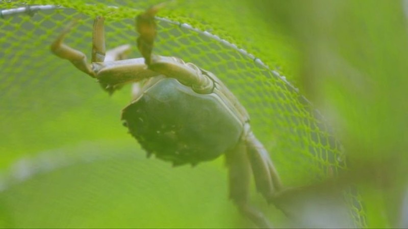 新华视点丨乡村振兴路 绿色富民图