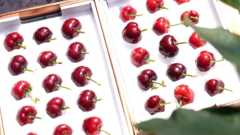 新华视点|沃野金秋收获忙 共绘丰年好图景