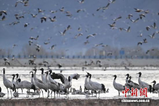 西藏：越冬黑颈鹤“做客”林周 绘就生态乐园