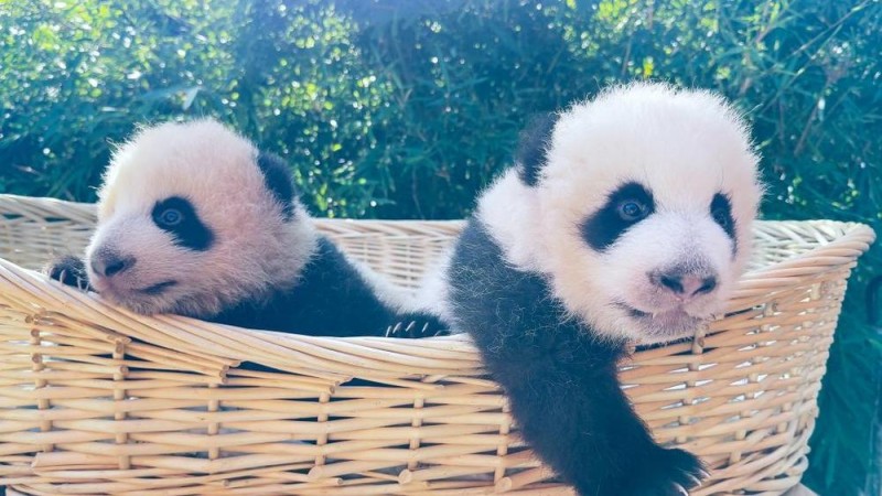 上海野生动物园“子二代”大熊猫龙凤胎名字公布