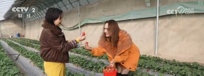 果蔬争“鲜”上市供销两旺 百姓冬季“菜篮子”“果盘子”消费需求有保障