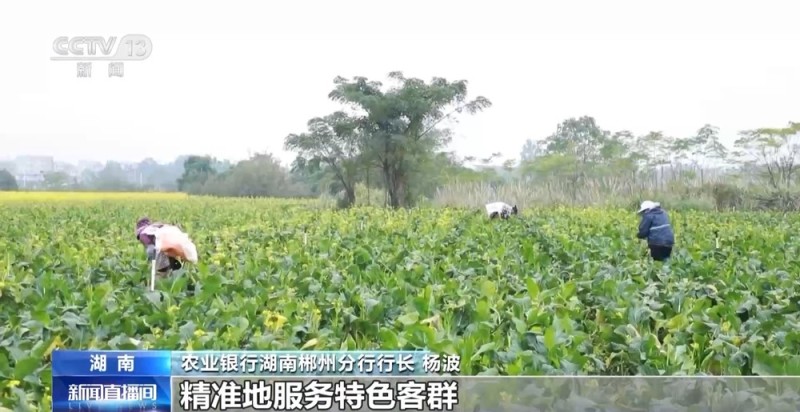 视频丨蔬菜贷、民宿贷、水果贷 金融服务“精准滴灌”到田间地头