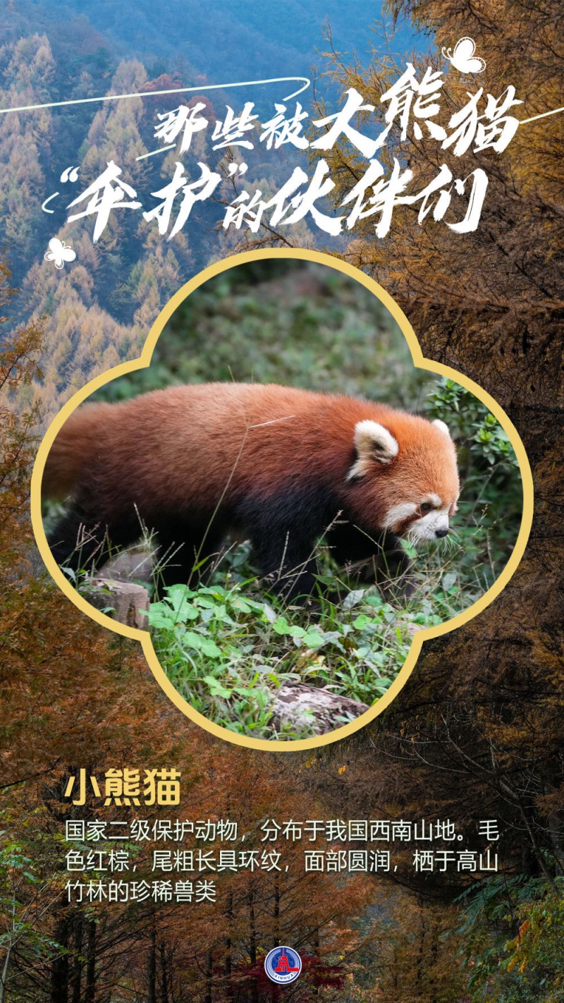 海报丨那些被大熊猫“伞护”的伙伴们
