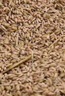 改土选种四年攻关 南疆这片盐碱地“海水稻”丰收了