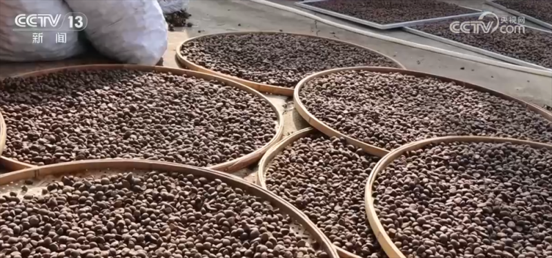 特色产业绘就百姓增收“实景图” 激活乡村振兴“一池春水”