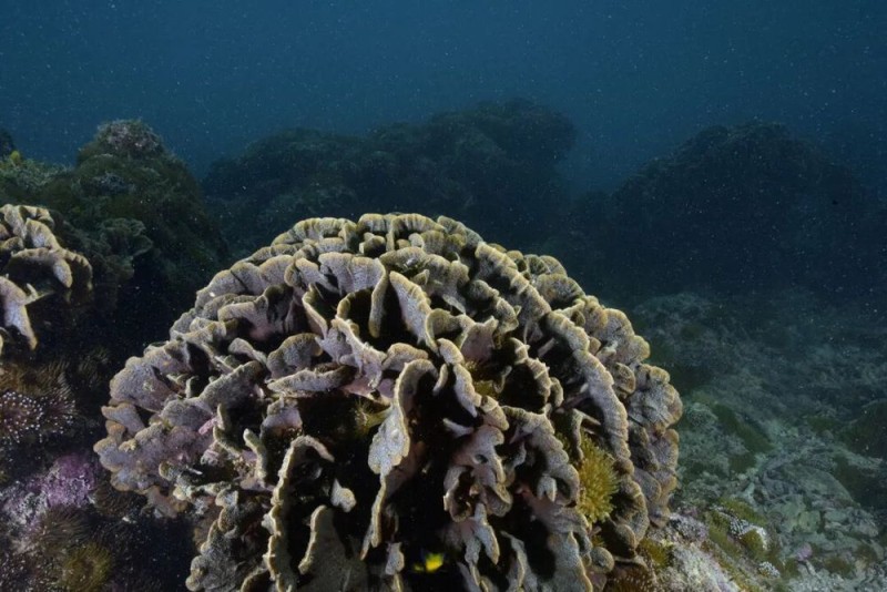 【】3-4 十字牡丹珊瑚。受访者供图.JPG 警报拉响!地球触发首个“气候临界点”