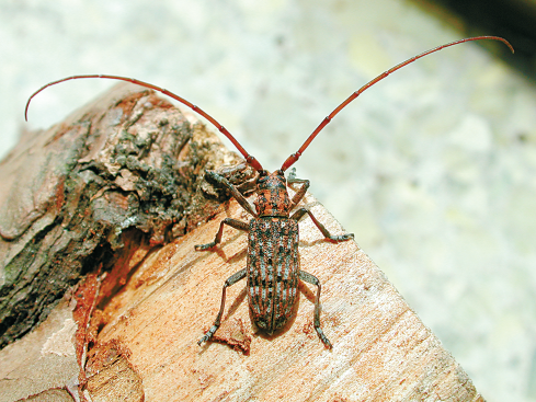 松材线虫病的危害有多大?如何有效“对症下药”?专家解读