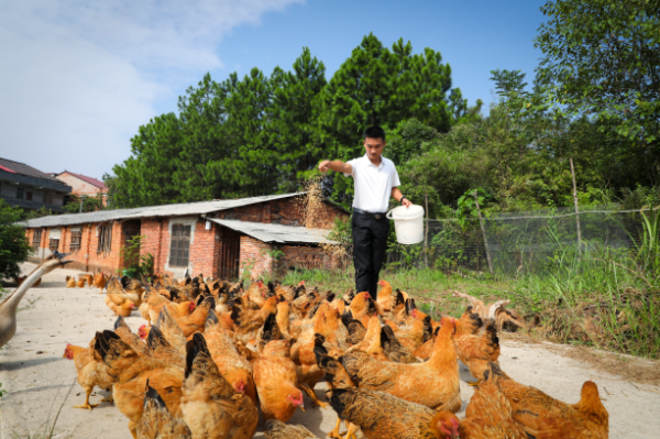 【理响中国・一线探新】产业振兴绘就“诗画田园”