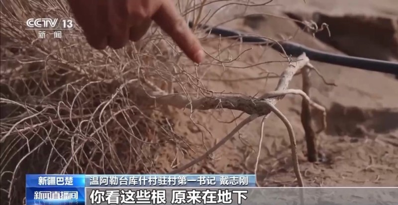 从“死亡之海”到“水产绿洲” 解锁新疆“点沙成金”的密码→