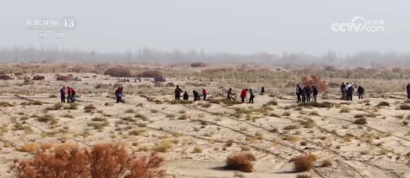 从“沙进人退”到“沙里淘金” 沙漠中种出绿色富民“聚宝盆”