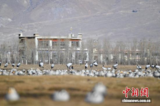 西藏：越冬黑颈鹤“做客”林周 绘就生态乐园