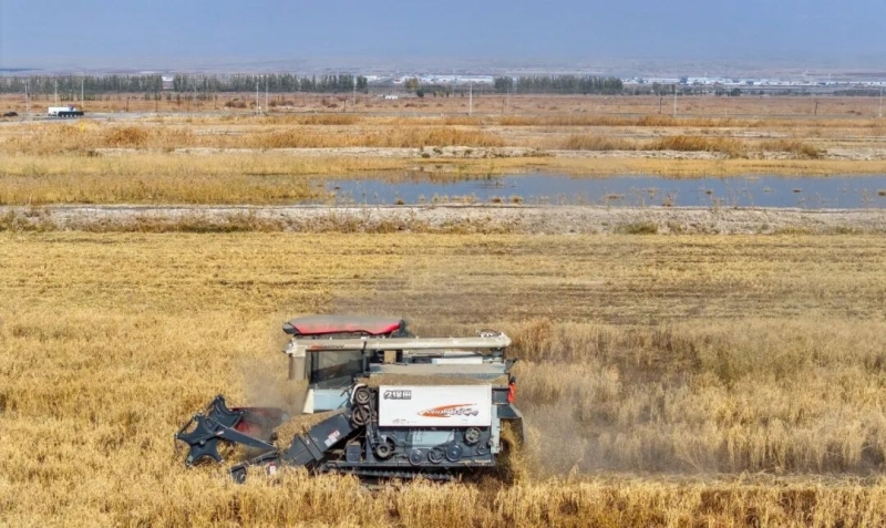 改土选种四年攻关 南疆这片盐碱地“海水稻”丰收了