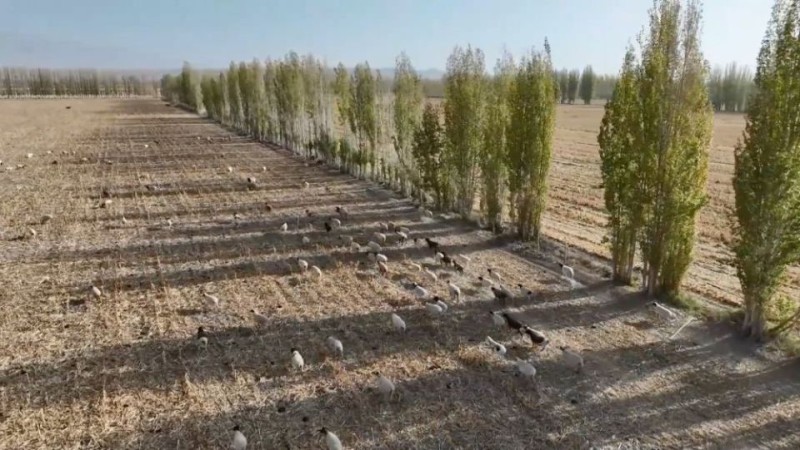 新华视点丨乡村振兴路 绿色富民图