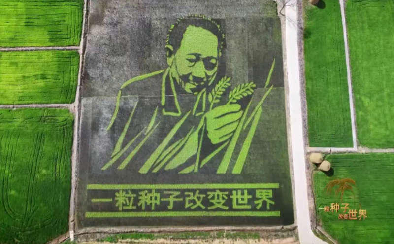 稻浪千里 禾下苍穹丨纪录片《一粒种子改变世界》即将播出