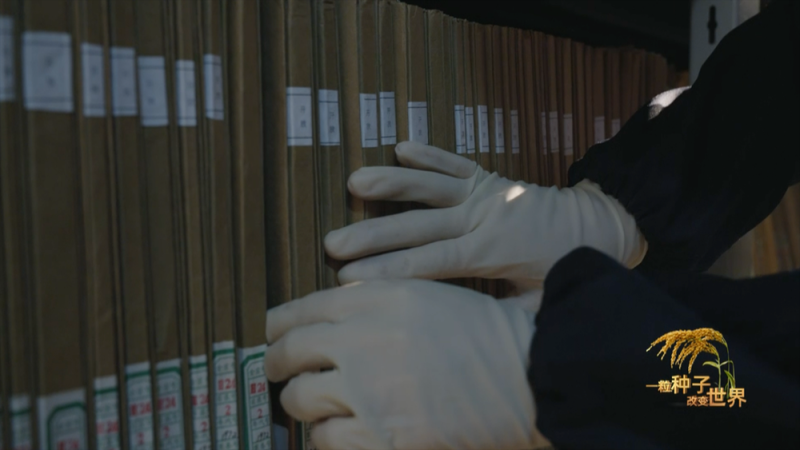 稻浪千里 禾下苍穹丨纪录片《一粒种子改变世界》即将播出