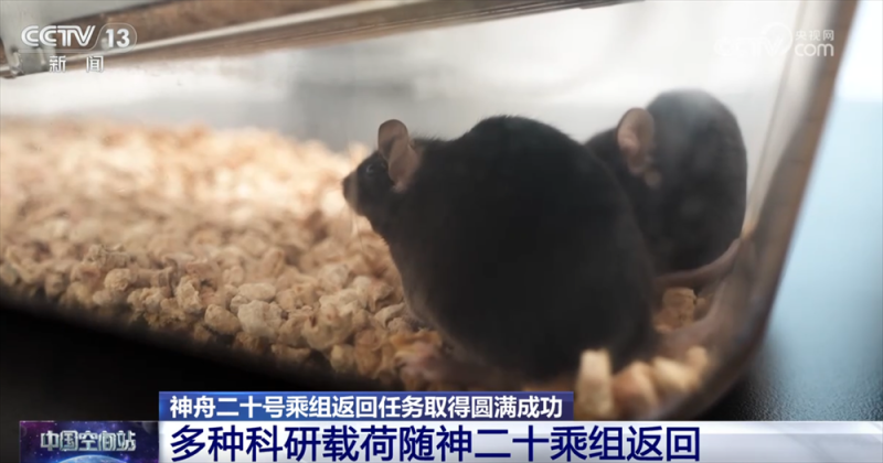 大批空间科学实验样品随神二十乘组返回 都有啥?108秒快速了解→