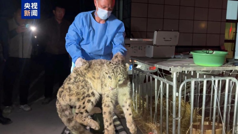 警民联手 青海玉树救助一只受伤雪豹