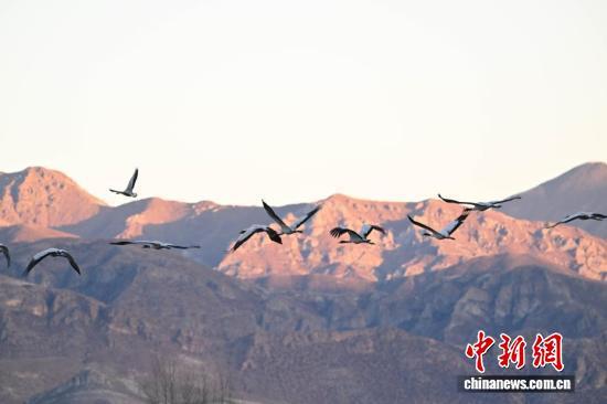 西藏：越冬黑颈鹤“做客”林周 绘就生态乐园