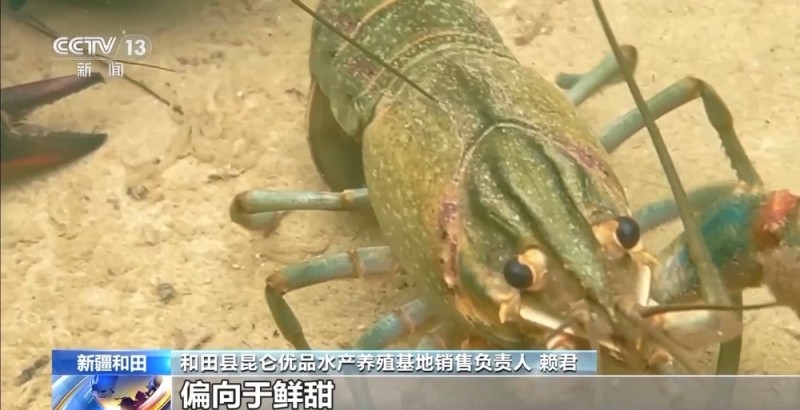 从“死亡之海”到“水产绿洲” 解锁新疆“点沙成金”的密码→