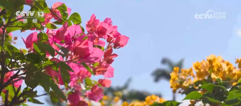 “公园+全运”打造赏花新体验 沉浸式感受“生态+体育”双重魅力