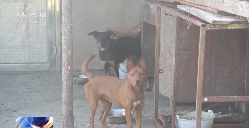 法治在线丨百万金饰被藏隐秘的角落 警方靠两分钟犬吠声破案