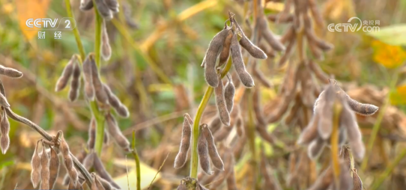 中美就扩大农产品贸易达成共识 美国豆农如释重负