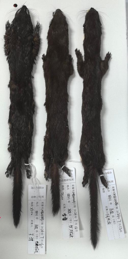 四川发现新物种马边鼬