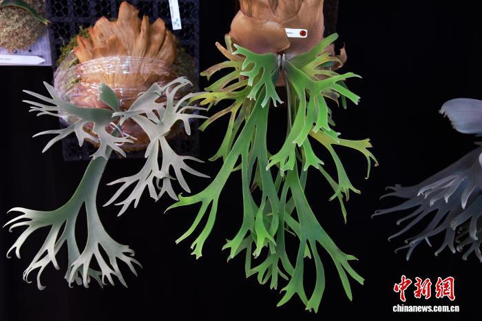 绿植成年轻人“新潮玩” 生活美学改写产业生态-中新网