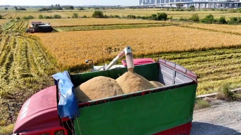 新华视点|沃野金秋收获忙 共绘丰年好图景