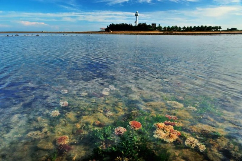 【】1-1 广东徐闻珊瑚礁国家级自然保护区核心区的珊瑚。受访者供图.jpg 警报拉响!地球触发首个“气候临界点”