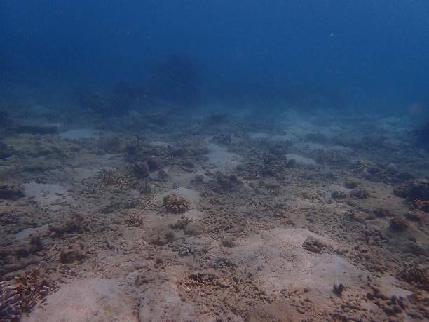 【】3-1蜈支洲岛区域,修复前的珊瑚退化区域。受访者供图.png 警报拉响!地球触发首个“气候临界点”