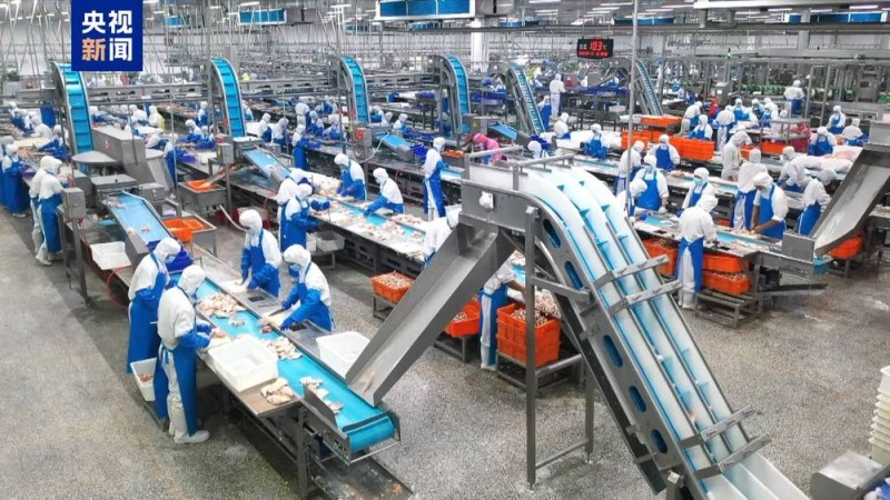 中国主导制定、填补行业空白 鸡屠宰有了国际标准