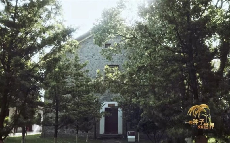 稻浪千里 禾下苍穹丨纪录片《一粒种子改变世界》即将播出