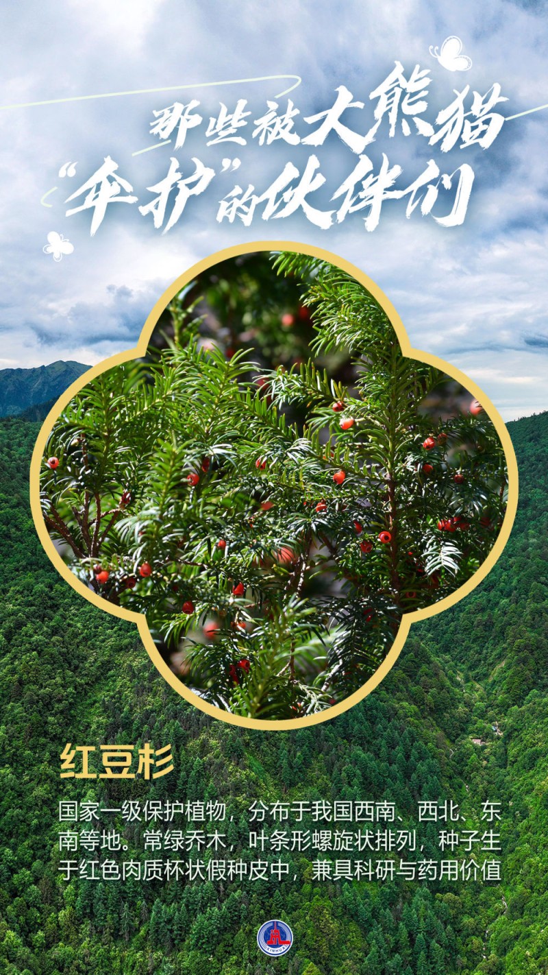 海报丨那些被大熊猫“伞护”的伙伴们