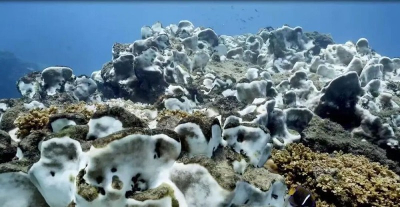 【】1-3 白化后的珊瑚。图源央视新闻.JPG 警报拉响!地球触发首个“气候临界点”