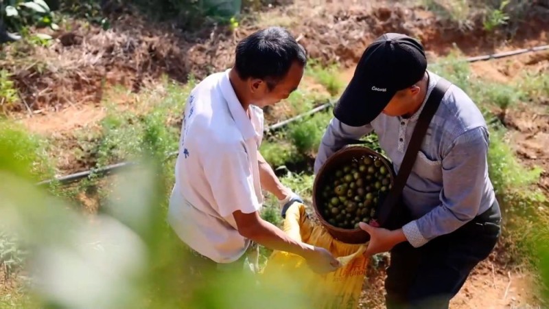 新华视点|沃野金秋收获忙 共绘丰年好图景