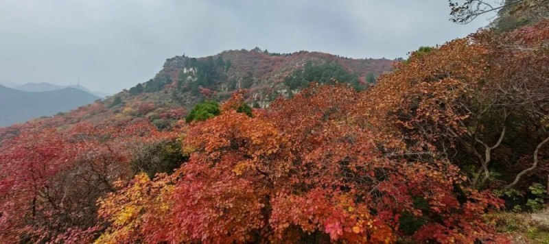海派笔墨绘沂蒙 艺心筑魂传文脉――海派艺术名家走进沂蒙革命老区写生采风活动启幕