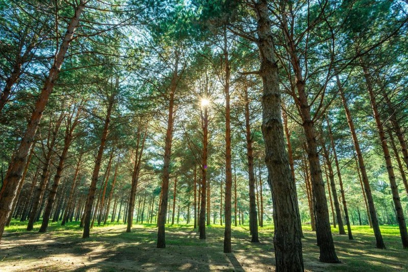 松材线虫病的危害有多大?如何有效“对症下药”?专家解读