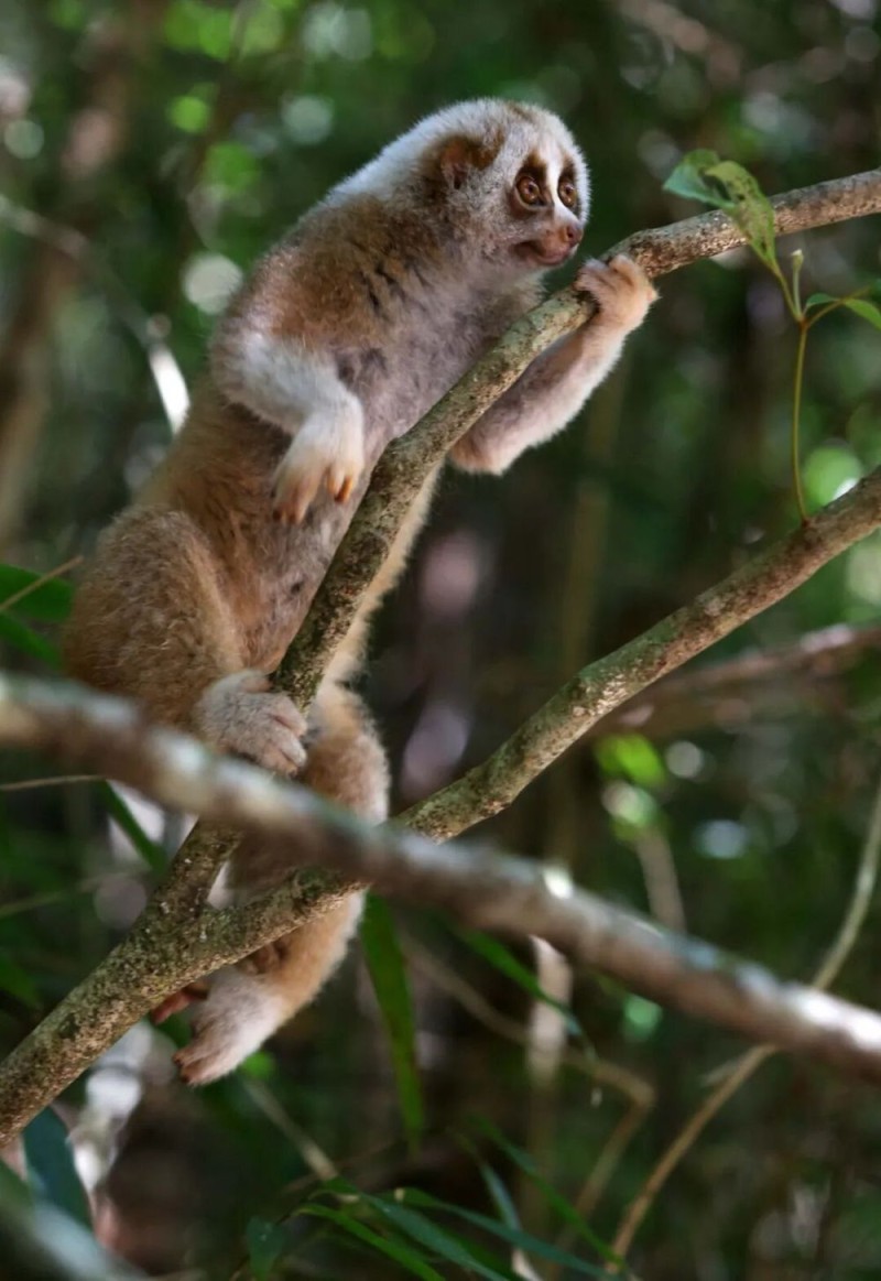 昆明海关所属瑞丽海关查获蜂猴制品105克