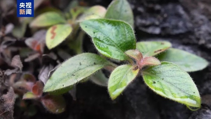 7点出发｜“儿子暴打93岁母亲”惹众怒！官方通报→