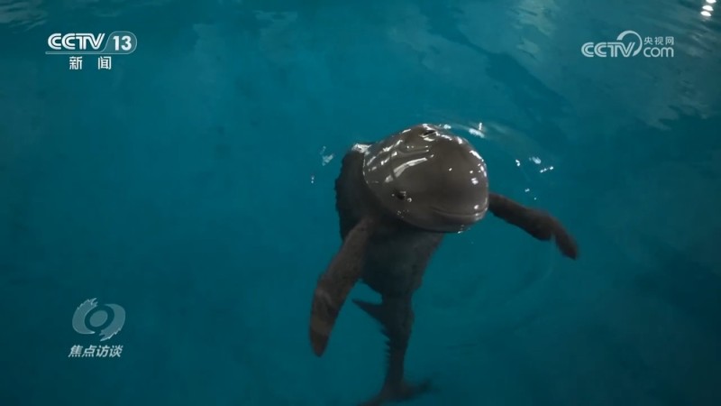 焦点访谈 | 推进长江生态保护工作 留住江豚的“微笑”