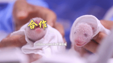 2025全球熊猫伙伴大会｜万物并育和合生