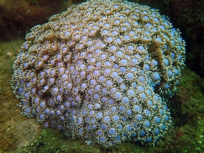 【】1-4 细角孔珊瑚。徐闻保护区供图.JPG 警报拉响!地球触发首个“气候临界点”