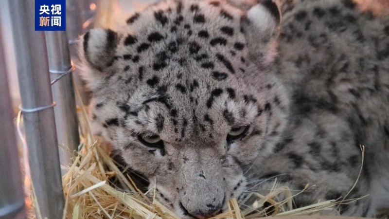 警民联手 青海玉树救助一只受伤雪豹